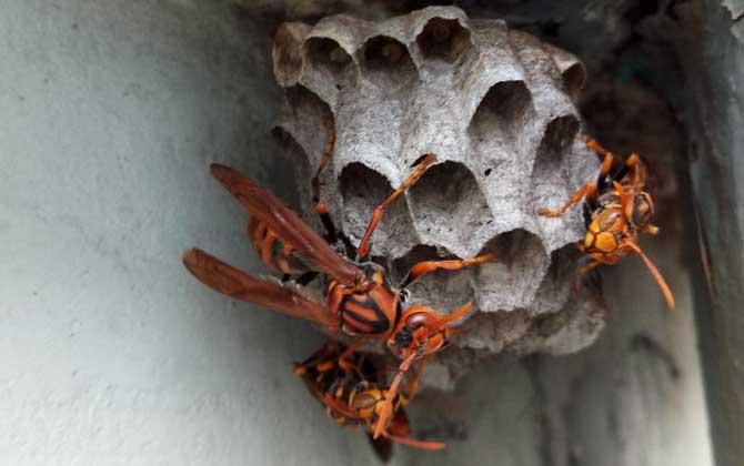 胡蜂和马蜂有什么区别（透视胡蜂与马蜂的特征与习性差异）