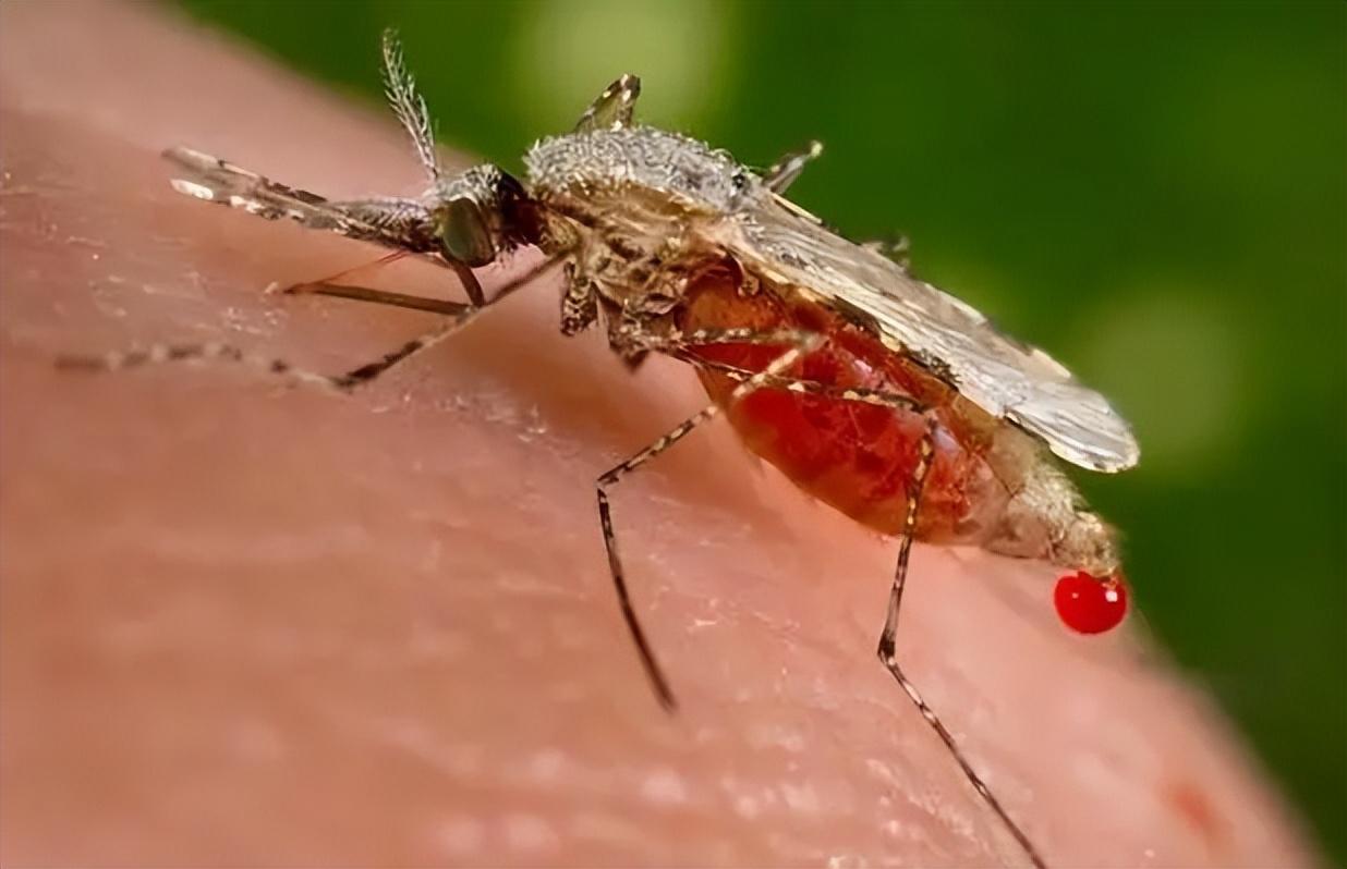 蚊子为什么吸血（蚊子吸的血都去哪了）