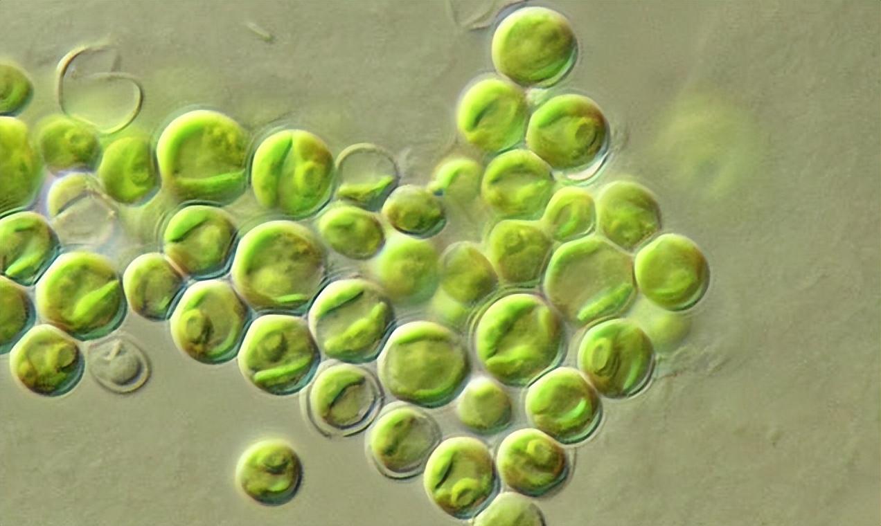 小球藻怎么培养（小球藻的使用和培液注意事项）
