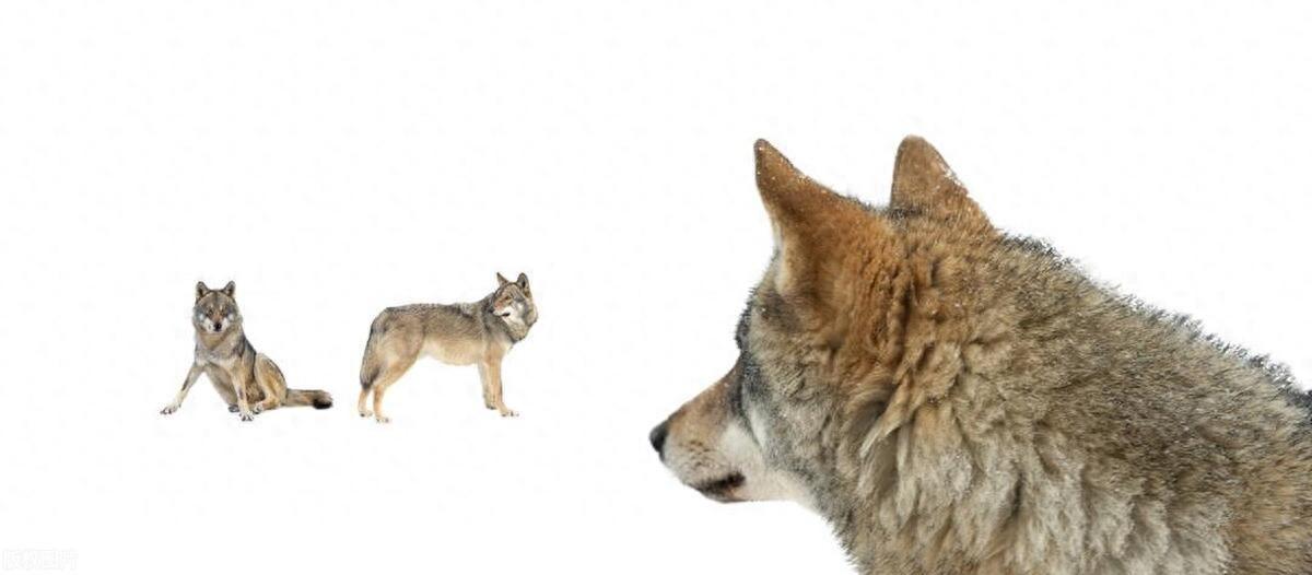 狼狈的狈是什么动物（狈是真实存在的动物吗）