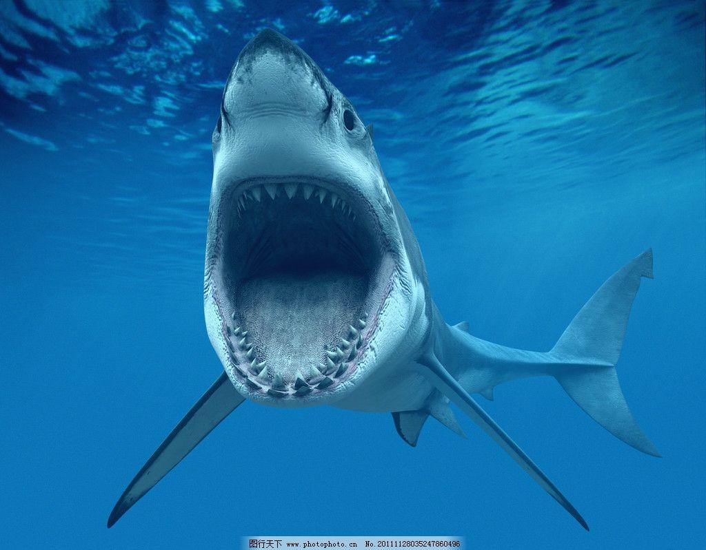 鲨鱼的祖先是谁（鲨鱼的祖先的发展进程）